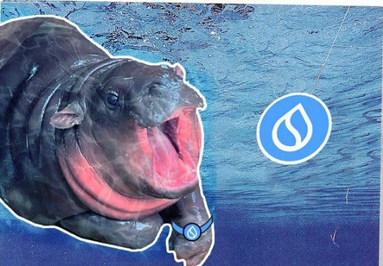 Sudeng (HIPPO), Sui Network's First Meme Coin, Here's Its Potential